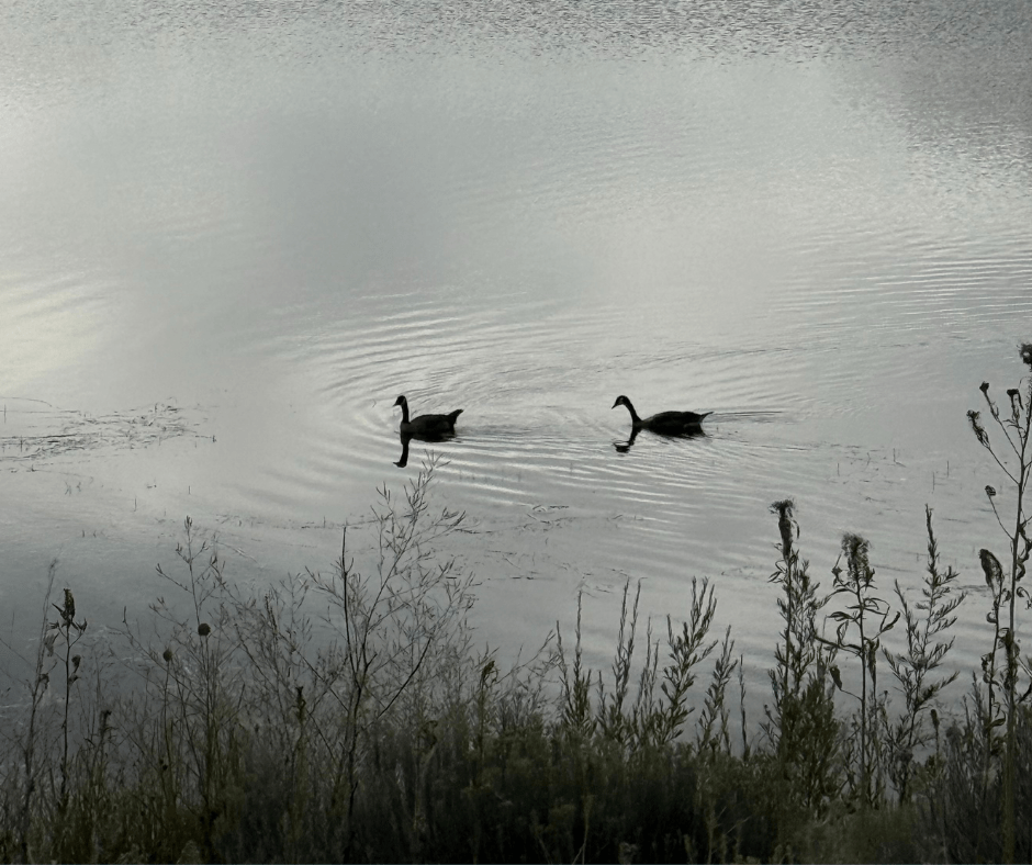 Picture to two geese in a pond. One is chasing after the other. It is the inspiration for the micro story.